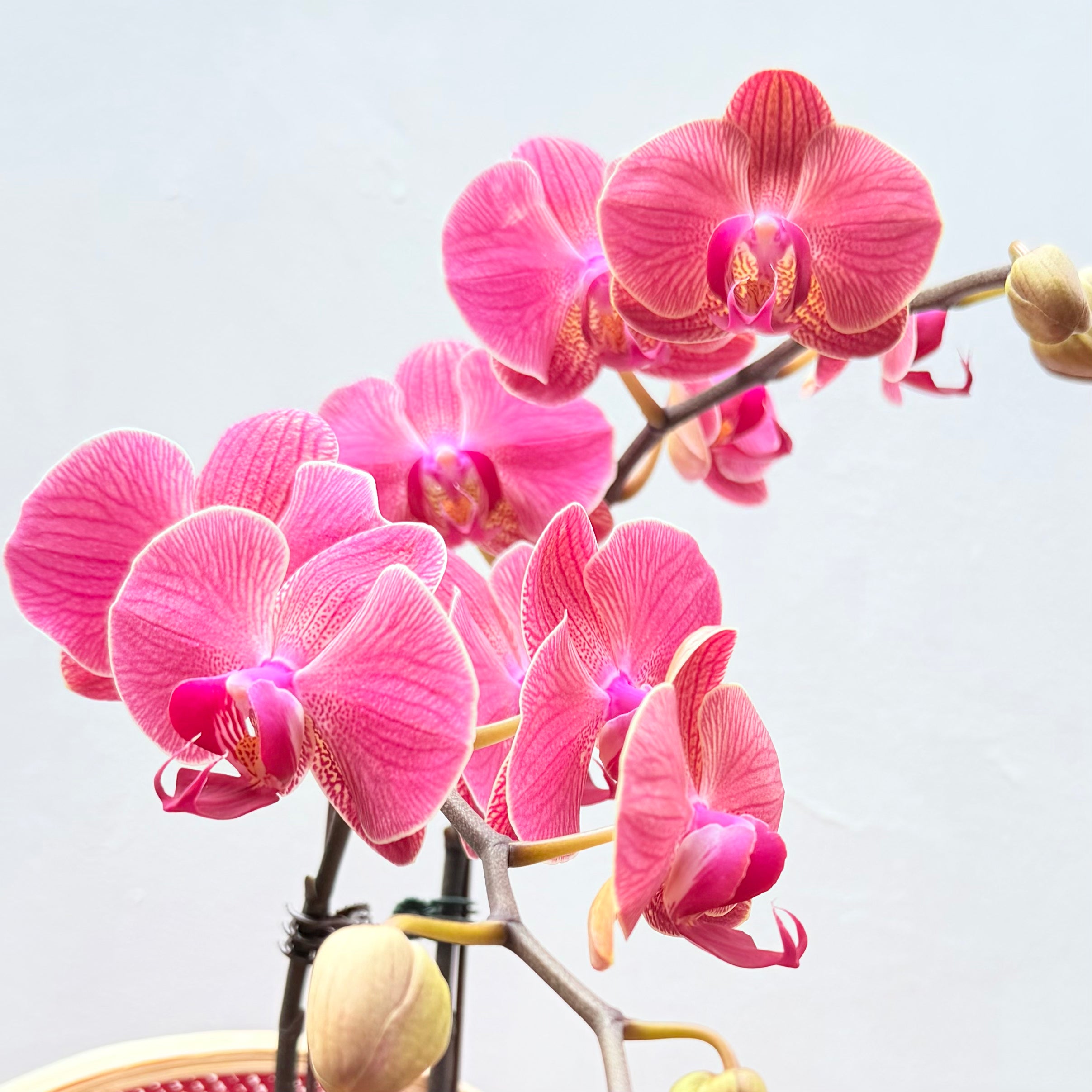 Abundant Luck 大吉大利